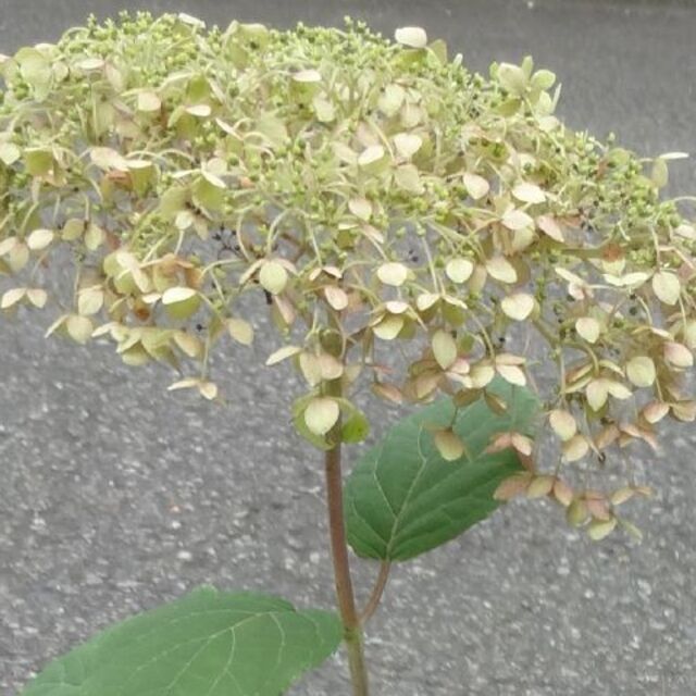 はな様専用　アジサイ アナベル 花終わり 白ではありません 送料込み ハンドメイドのフラワー/ガーデン(その他)の商品写真