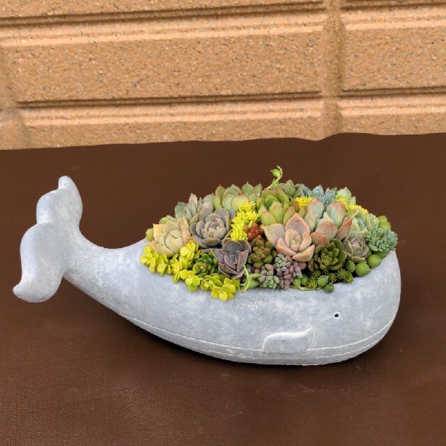 多肉植物寄せ植え ❀ クジラ(セメント鉢) ハンドメイドのフラワー/ガーデン(プランター)の商品写真