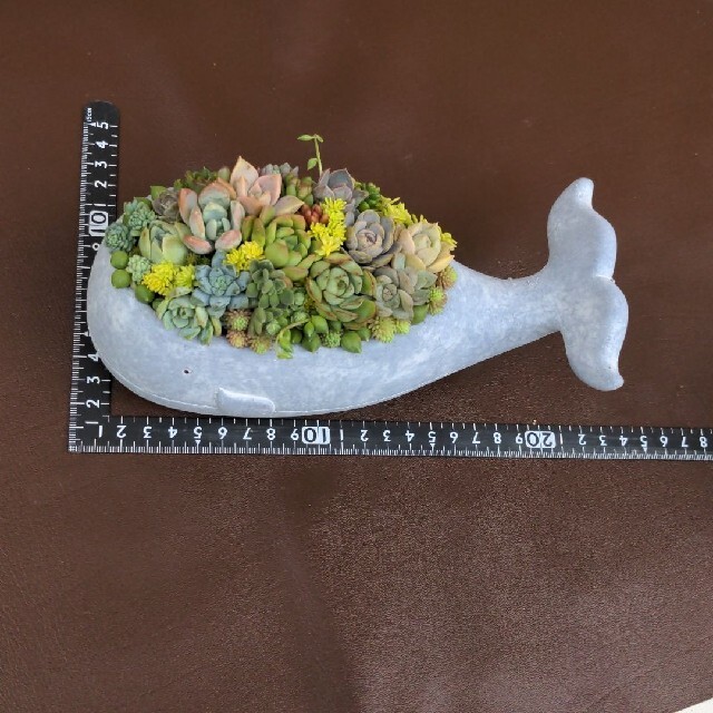 多肉植物寄せ植え ❀ クジラ(セメント鉢) ハンドメイドのフラワー/ガーデン(プランター)の商品写真