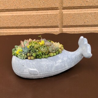 多肉植物寄せ植え ❀ クジラ(セメント鉢)(プランター)
