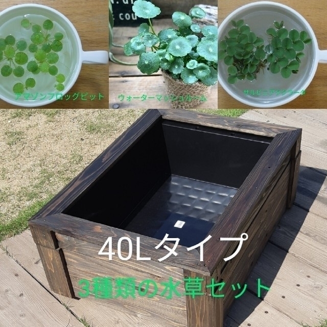 ビオトープ水草セット　　40Lタイプ