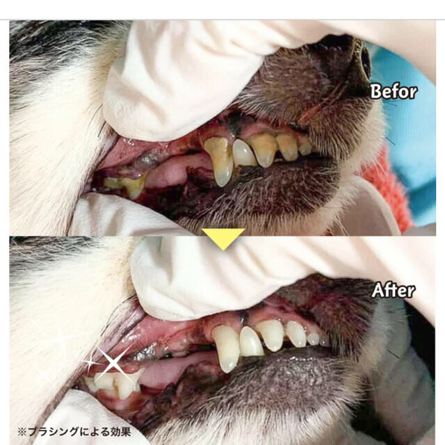 小型犬用歯ブラシ【ミガケンデ確かな心地植毛 ウマ】 その他のペット用品(犬)の商品写真