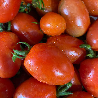 【綾善farm】農薬・化学肥料不使用のミニトマト（アイコ）約1kg(野菜)