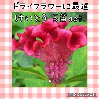 花苗ケイトウ ×5苗(その他)