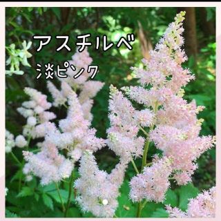 アスチルベ  花苗淡ピンク(その他)