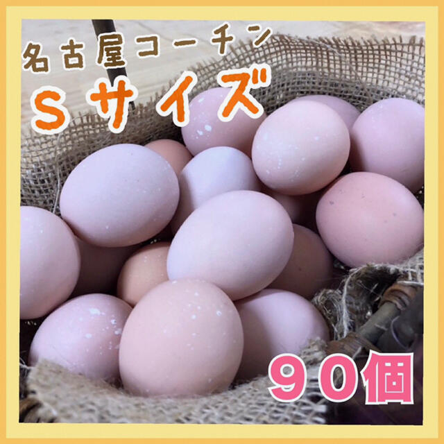 コーチン90 食品/飲料/酒の食品(野菜)の商品写真