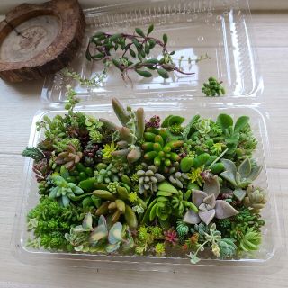 多肉植物　kikiちゃん様ご確認専用(その他)