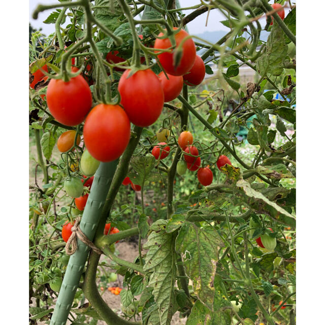 ⭐︎無農薬⭐︎ミニトマト アイコ 食品/飲料/酒の食品(野菜)の商品写真