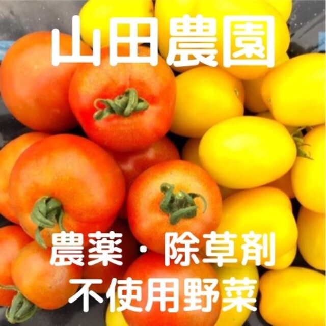 【受注収穫】農薬・除草剤不使用野菜の詰合せ(60サイズ箱) 食品/飲料/酒の食品(野菜)の商品写真