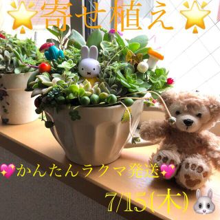 多肉植物❤︎寄せ植え❤︎このまま飾れます❤︎ミッフィマグ❤︎オフホワイト🪴(その他)