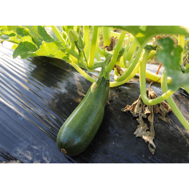 朝取れ　固定種のおまかせ野菜セット 食品/飲料/酒の食品(野菜)の商品写真