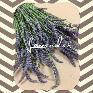 【約250本】ラベンダー Lavender ドライフラワー(ドライフラワー)