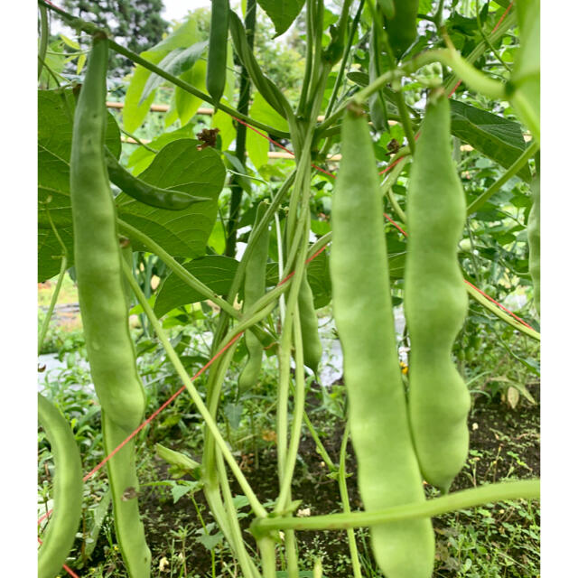 畑直送　無農薬野菜 食品/飲料/酒の食品(野菜)の商品写真