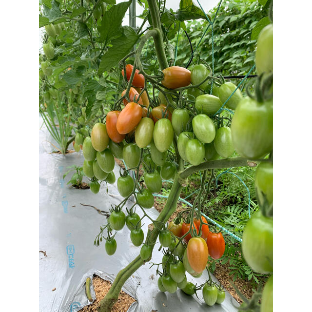 畑直送　無農薬野菜 食品/飲料/酒の食品(野菜)の商品写真