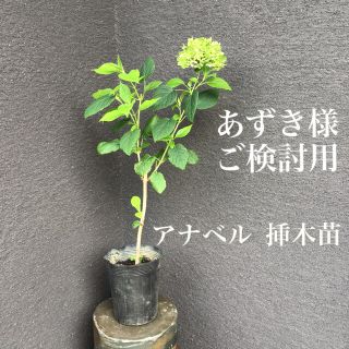 ＊＊＊アナベル  挿木苗　花付　1株＊＊＊(プランター)