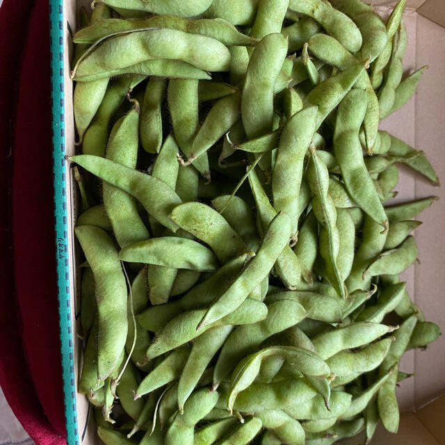 兵庫県丹波市産　黒枝豆　2キロ 食品/飲料/酒の食品(野菜)の商品写真