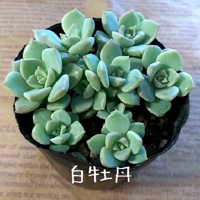 多肉植物【白牡丹】抜き苗 ハンドメイドのフラワー/ガーデン(その他)の商品写真