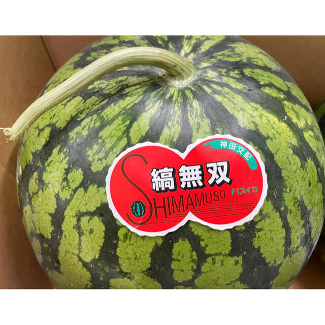 愛媛県産【縞無双】(しまむそう) 秀品　2Lサイズ　2玉　箱込み約15kg！ 食品/飲料/酒の食品(フルーツ)の商品写真