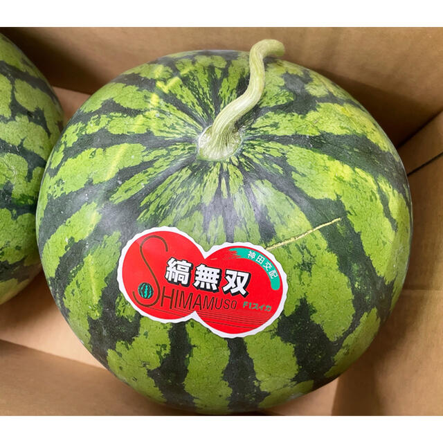 愛媛県産【縞無双】(しまむそう) 秀品　2Lサイズ　2玉　箱込み約15kg！ 食品/飲料/酒の食品(フルーツ)の商品写真