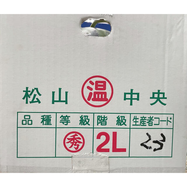 愛媛県産【縞無双】(しまむそう) 秀品　2Lサイズ　2玉　箱込み約15kg！ 食品/飲料/酒の食品(フルーツ)の商品写真