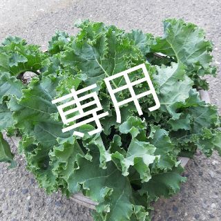 korosuke様専用　ケール400g　無農薬野菜(野菜)