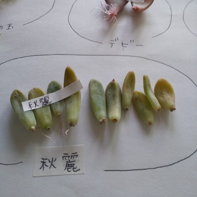 初心者 葉挿し 7種類 34枚 発根済み 発芽済み 育てやすい品種 ハンドメイドのフラワー/ガーデン(その他)の商品写真