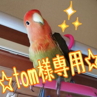 《tom様専用》♡インコちゃんのおもちゃ♡５点セット♡(鳥)