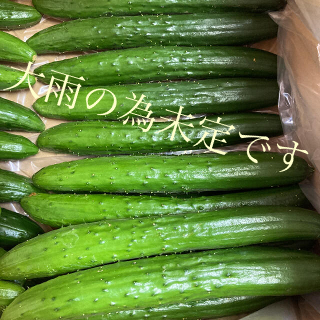 阿蘇のきゅうり　ネコポスお試し1kg次回大雨の為未定 食品/飲料/酒の食品(野菜)の商品写真