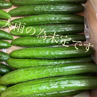 阿蘇のきゅうり　ネコポスお試し1kg次回大雨の為未定(野菜)