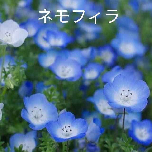 ネモフィラ  300粒以上  青花  花種 ハンドメイドのフラワー/ガーデン(プランター)の商品写真