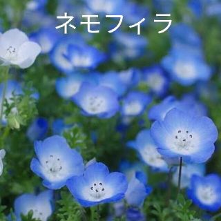 ネモフィラ  300粒以上  青花  花種(プランター)