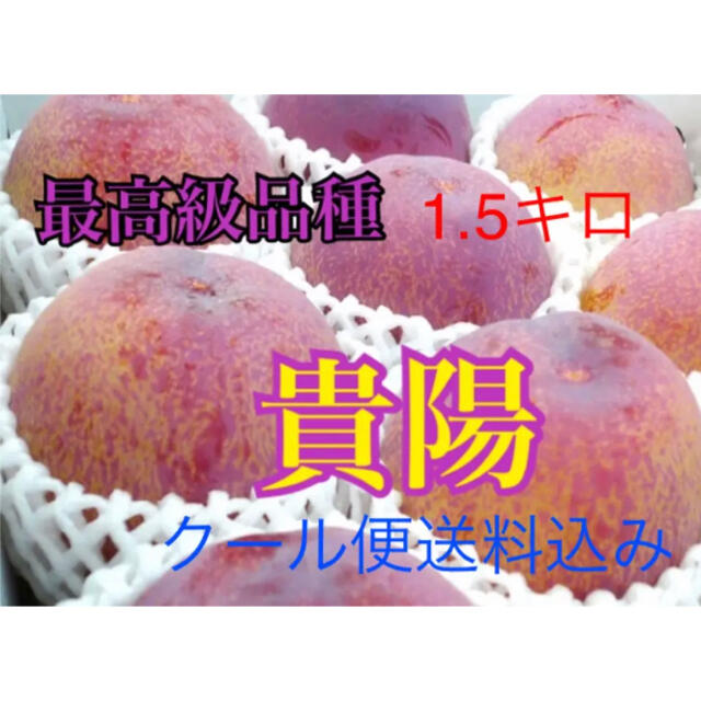 春夏秋冬おさんぽシリーズ E プラム 貴陽 家庭用 1.5キロ 約10玉 クール便送料込み 通販 貴陽(きよう) 高級大玉プラム 山梨県産 約1.5kg6〜8玉入