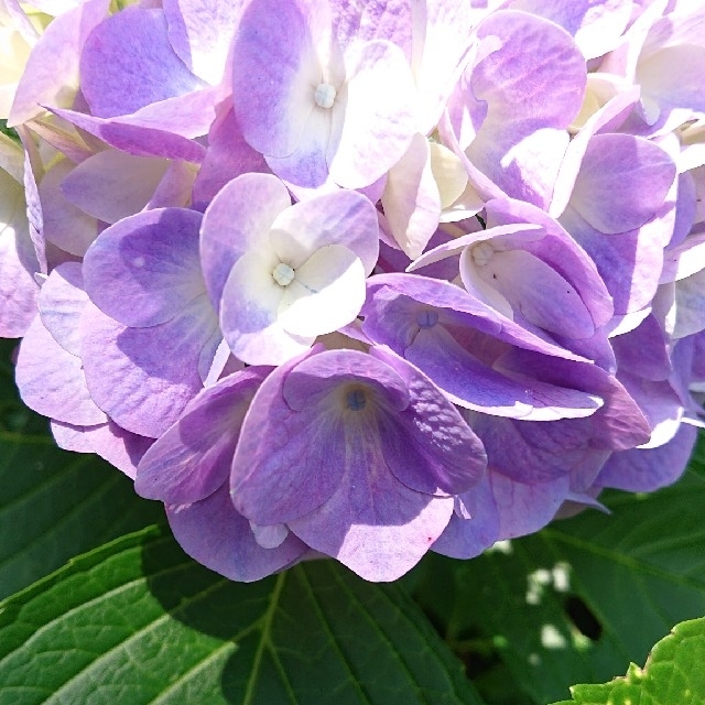 紫陽花 紫 挿し木 ２本 ハンドメイドのフラワー/ガーデン(その他)の商品写真