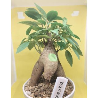 幸運　開運　幸せ運ぶ！精霊が宿る木ガジュマル　購入前コメントください。⑥(その他)