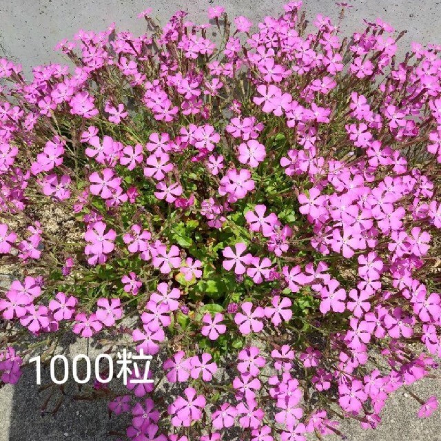 シレネピンクパンサーの種　1000粒 ハンドメイドのフラワー/ガーデン(その他)の商品写真
