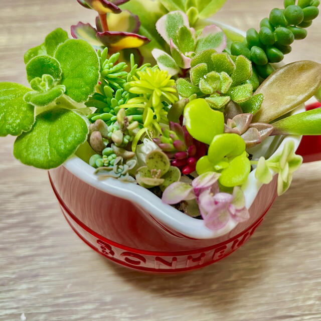 多肉ちま寄せセット 寄せ植え 初心者にも 育て方メモも付けられる！ ハンドメイドのフラワー/ガーデン(その他)の商品写真