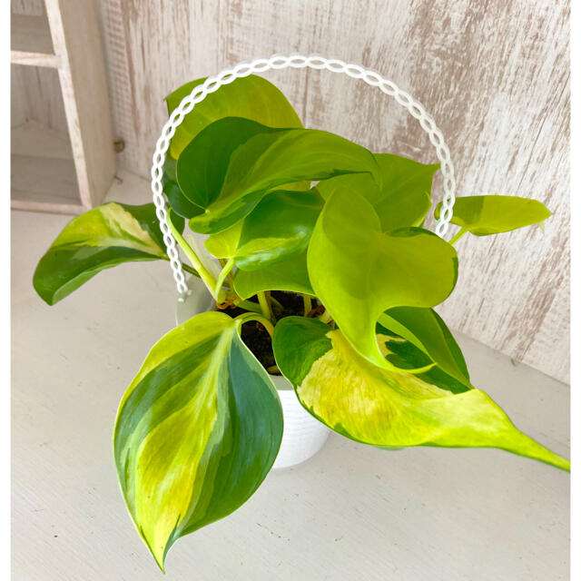 観葉植物　オキシカルジウム　苗　ポトス 科 ハンドメイドのフラワー/ガーデン(プランター)の商品写真