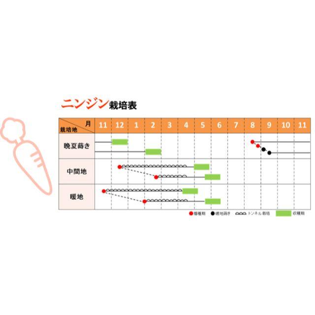 ラスト1：人参の種　フジイシード「彩誉」コート種子　約10ml 食品/飲料/酒の食品(野菜)の商品写真