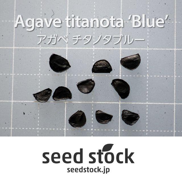 アガベの種 Agave titanota 'Blue' 20粒 ハンドメイドのフラワー/ガーデン(その他)の商品写真