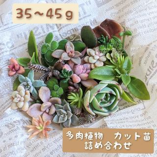 多肉植物　カット苗　セット(その他)