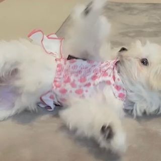 モコさん専用(犬)