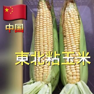 愛知県産 トウモロコシ  (中国東北粘玉米)(野菜)