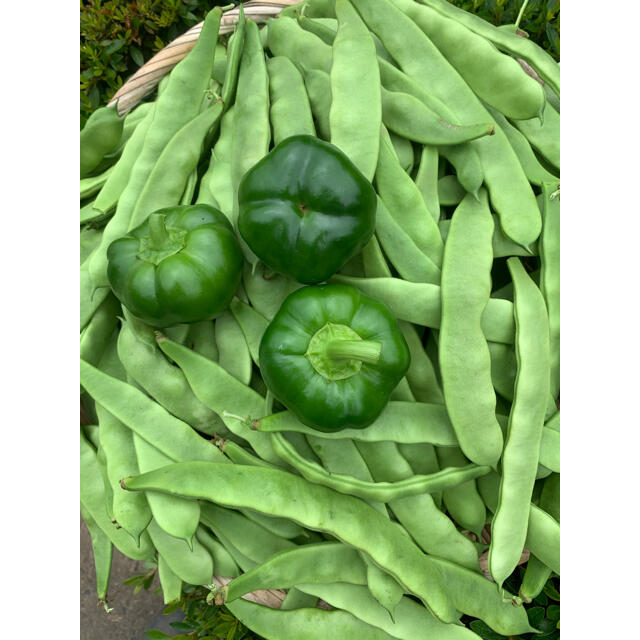 畑直送　無農薬新鮮野菜 食品/飲料/酒の食品(野菜)の商品写真