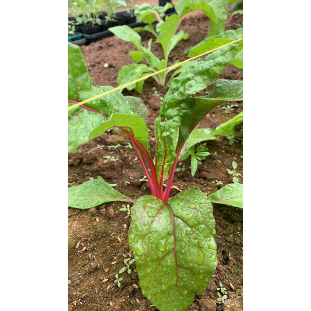 畑直送　無農薬新鮮野菜 食品/飲料/酒の食品(野菜)の商品写真