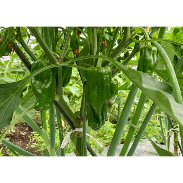 畑直送　無農薬新鮮野菜 食品/飲料/酒の食品(野菜)の商品写真