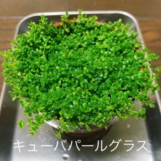 水草　キューバパールグラス　送料無料(アクアリウム)
