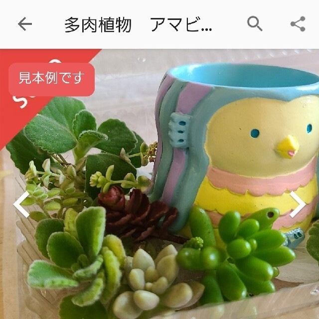 多肉植物　アマビエ姉妹とカット苗アロマティカス　寄せ植え ハンドメイドのフラワー/ガーデン(その他)の商品写真