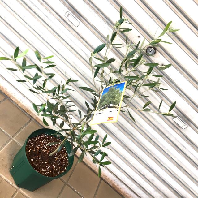 樹形良好 オリーブ ネバディロブランコ 6号 スリット鉢 50の通販 By Plants Shop Olive ラクマ 樹形良好 オリーブ ネバディロブランコ 6号 スリット鉢 50の通販 By Plants Shop Olive ラクマ