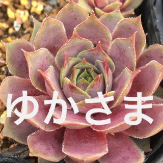 ゆか様専用センペルビウム６種多肉植物(その他)