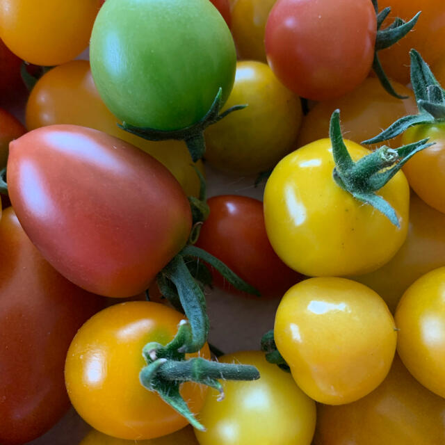 トマト　ミックス１キロ 食品/飲料/酒の食品(野菜)の商品写真